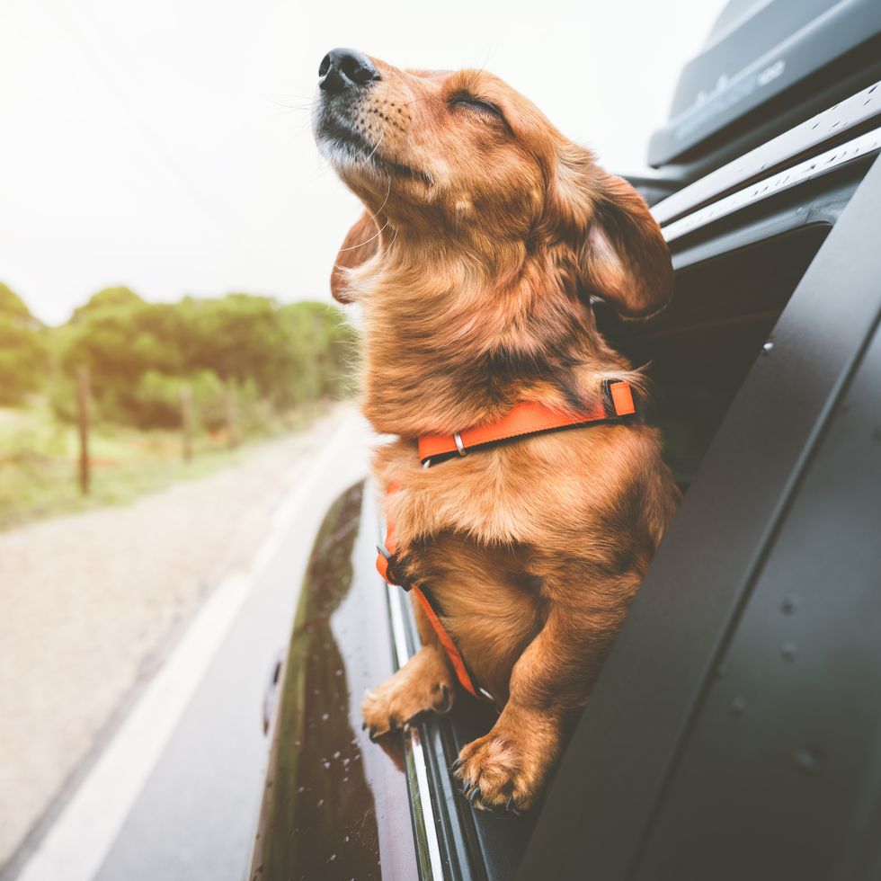 dachshund dog riding in car and reaching out window, boy dog names