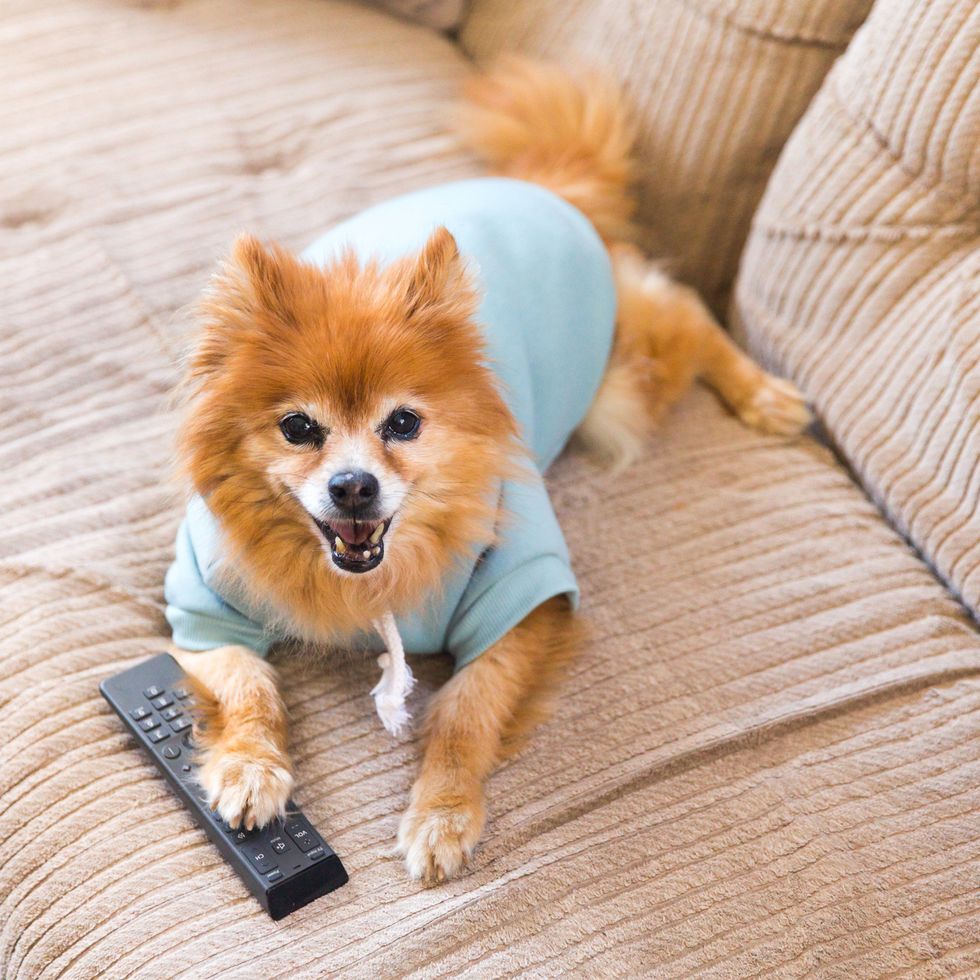 dog wearing blue shirt with tv remote control under paw on couch, boy dog names