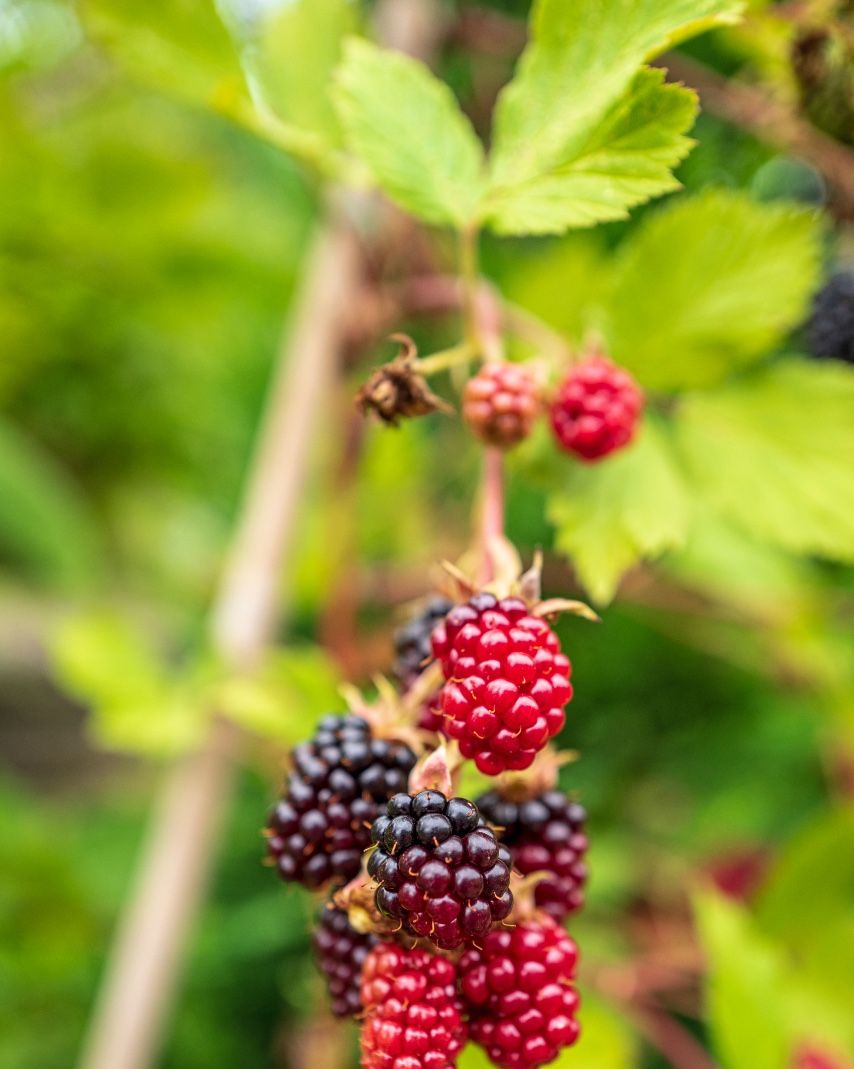 10 Best Berries to Grow in Your Garden - Types of Berries to Grow