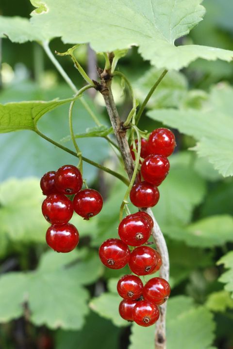 france seine et marne garden ripe red currants at the end of spring time