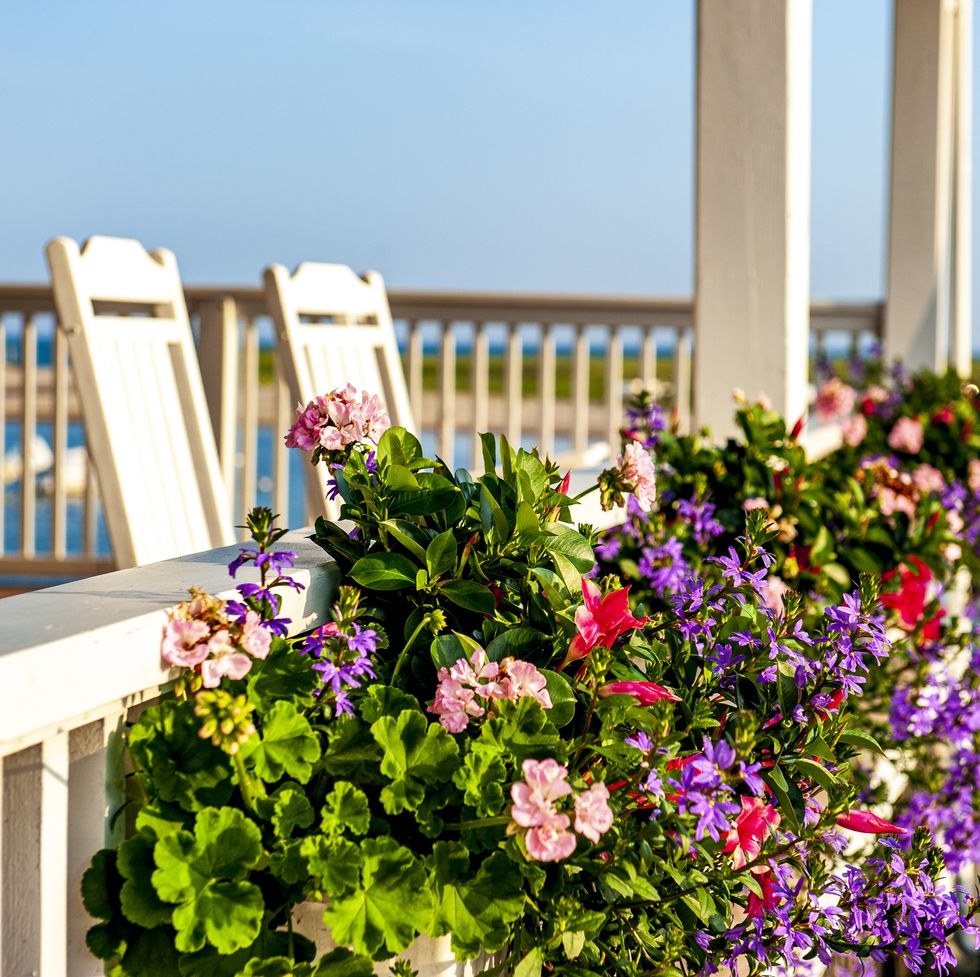 a typical cape cod, ma porch with late summer flowers in bloom this is a popular spot in falmouth, ma