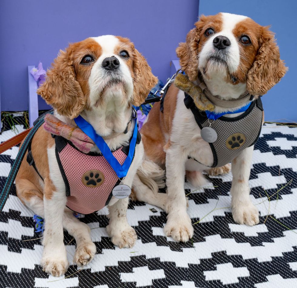 knutsford, england june 18 george and lily the king charles cavaliers enjoy dogfest at tatton park on june 18, 2022 in knutsford, england photo by shirlaine forrestgetty images