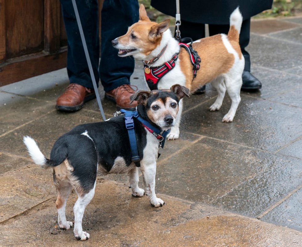 rescue dogs bluebell r and beth, belonging to britains king charles iii and britains camilla, queen consort, are pictured during a visit by the queen consort to lacock, near chippenham, western england on january 25, 2023 photo by arthur edwards pool afp photo by arthur edwardspoolafp via getty images