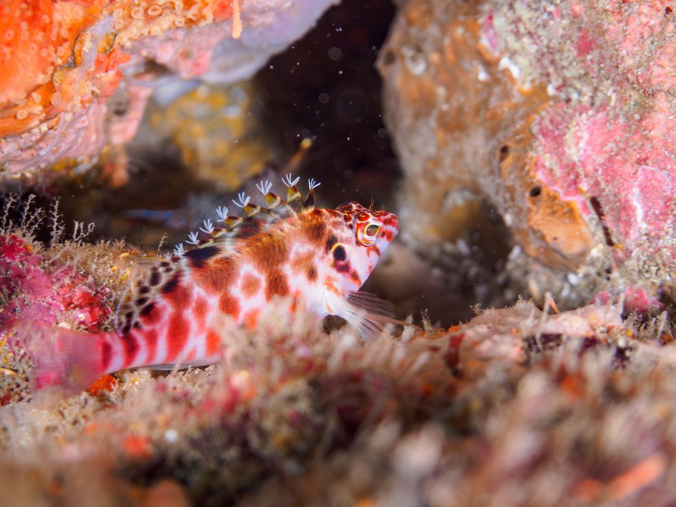 spotted hawkfish