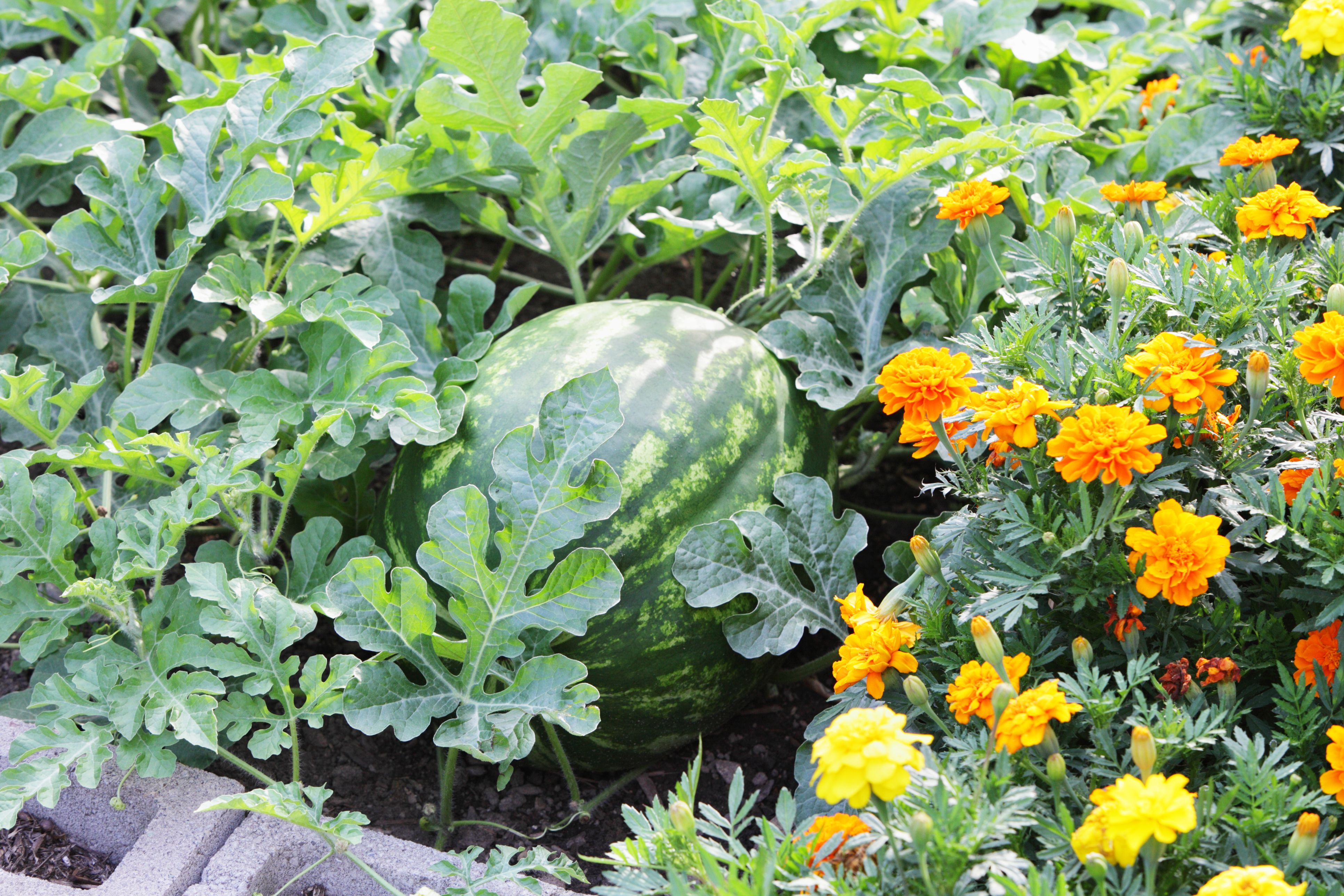 Image of Marigolds as companion plant for melons