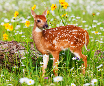 Deer Fawn