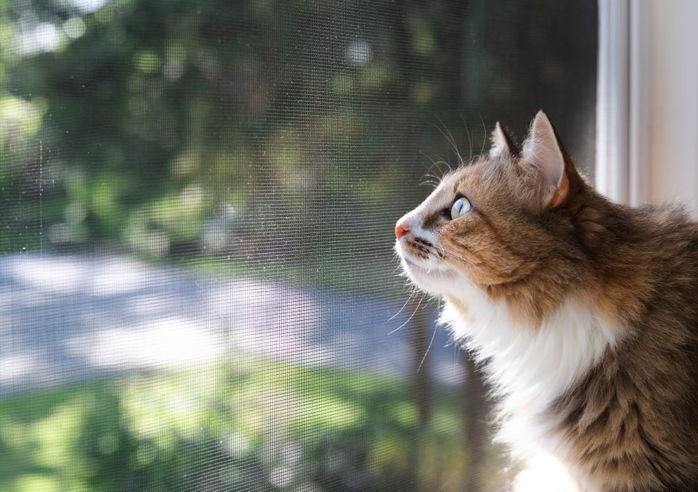 cute kitty looking with intense body language out of the window. long hair calico or torbie cat. selective focus on face.