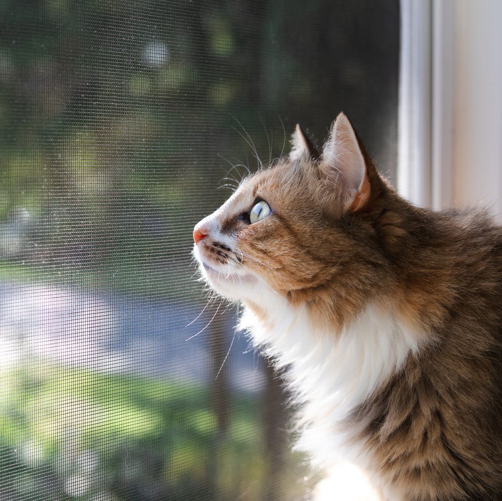 Indoor cat sitting in front of defocused black fly screen and foliage. cute kitty looking with intense body language out of the window. long hair calico or torbie cat. selective focus on face.