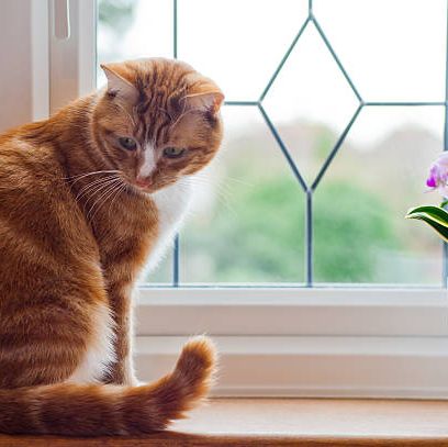 cat safe plants a ginger cat sits on a windowsill beside a pink orchid