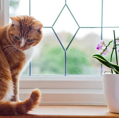 21 Plants Safe for Cats - Best Cat-Friendly Houseplants