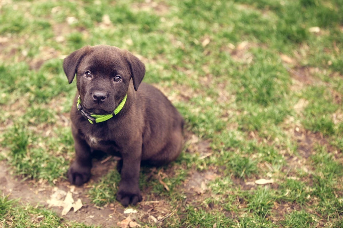 Some Companies Are Now Offering Time Off When You Get a Puppy - Best ...