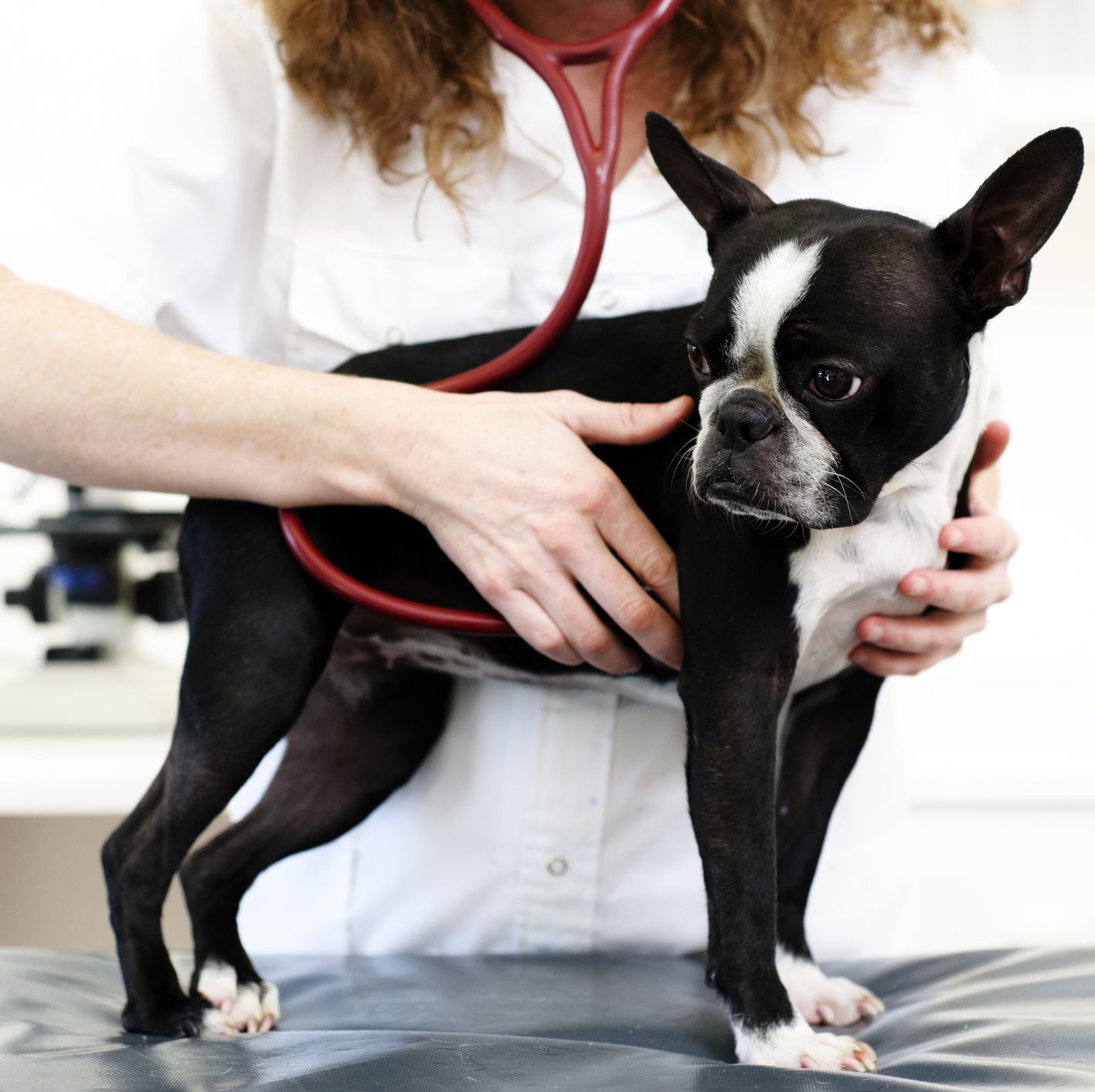 UK dog owners reveal their biggest fears when visiting the vet