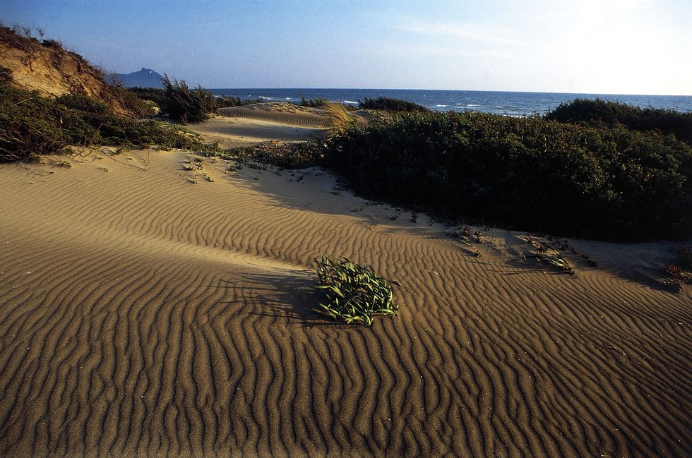 Vegetation, Sand, Natural environment, Erg, Dune, Landscape, Aeolian landform, Desert, Singing sand, Ecoregion, 