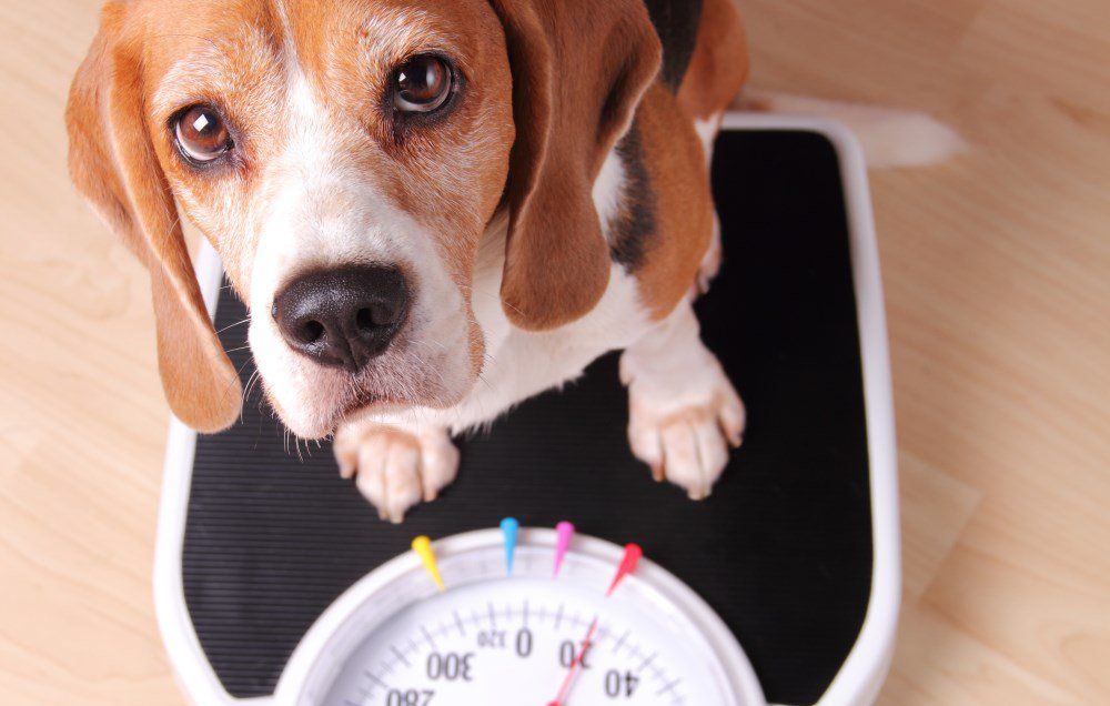 14 Scales That Do A Lot More Than Measure Your Weight