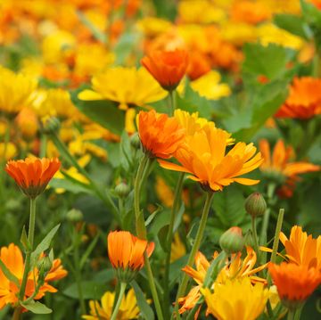 Orange and yellow marigold flowers in a large organic flowerbed