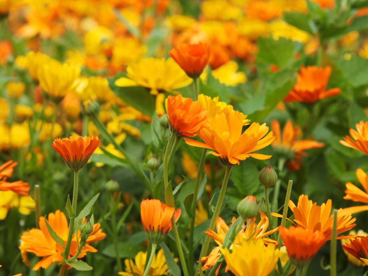 How to Grow Calendula Flowers - Planting and Harvesting Pot Marigolds