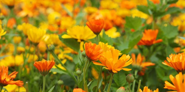 Orange and yellow marigold flowers in a large organic flowerbed