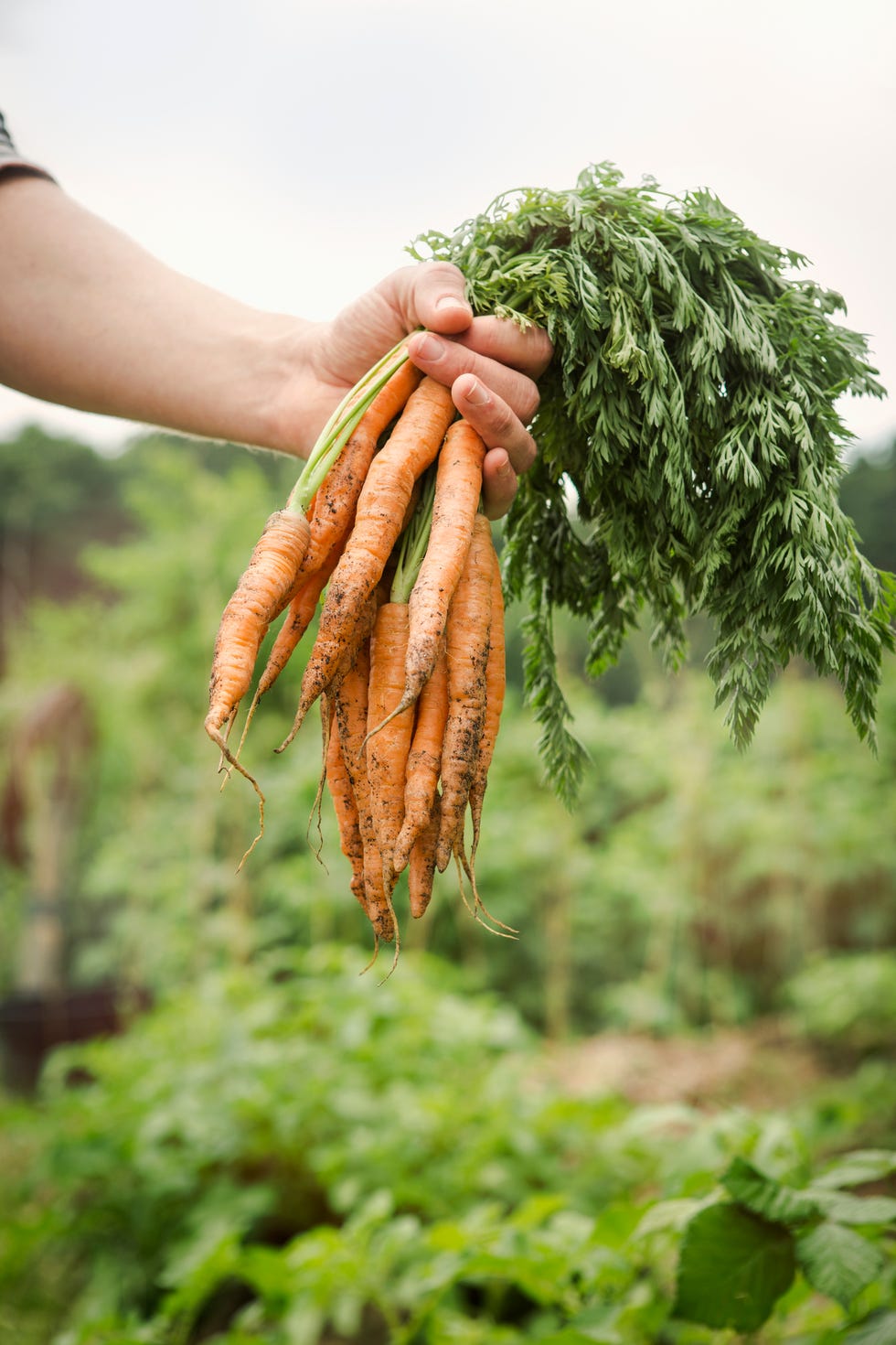 Close up of hand holding carrots in allotment.