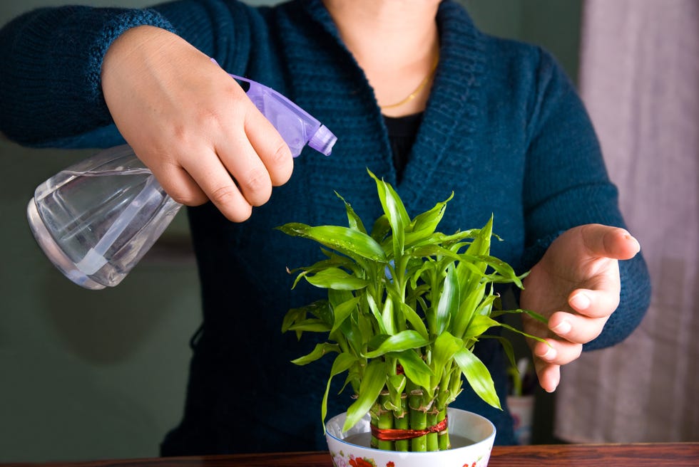 girl spraying water in her lucky bamboo plant