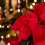 Red, Christmas, Pink, Lighting, Christmas decoration, Christmas eve, Flower, Plant, Petal, Christmas ornament, 