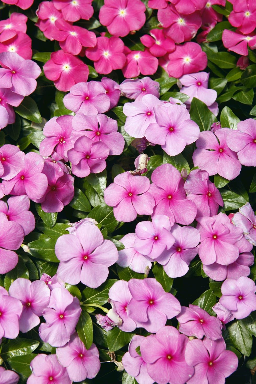 spring flowers close-up