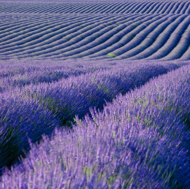 Lavender, English lavender, Lavender, Purple, Blue, Field, Flower, Violet, Plant, Flowering plant, 