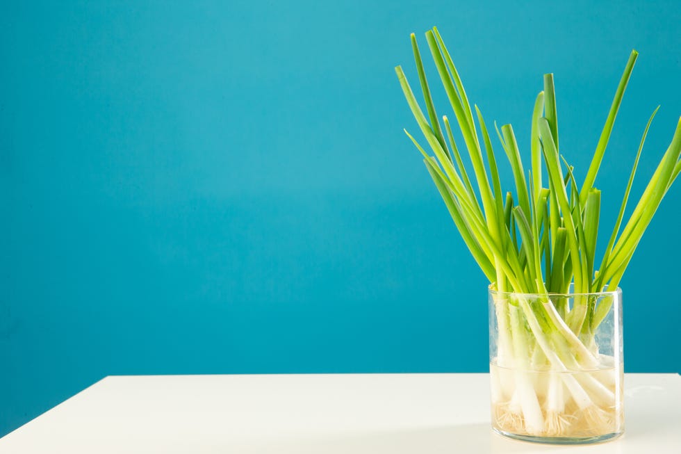 scallion in water vase