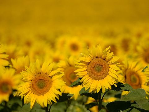 sunflower field germany
