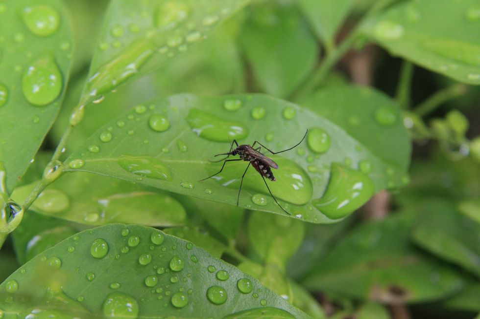 mosquito on green leaf in nature