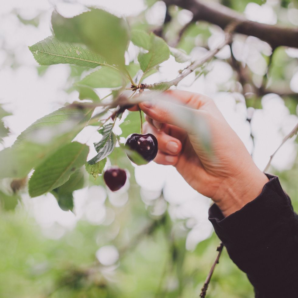 Hand picking cherries in tree.