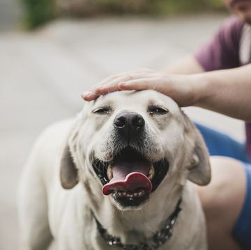 golden labrador dog enjoying being stroked by his owner