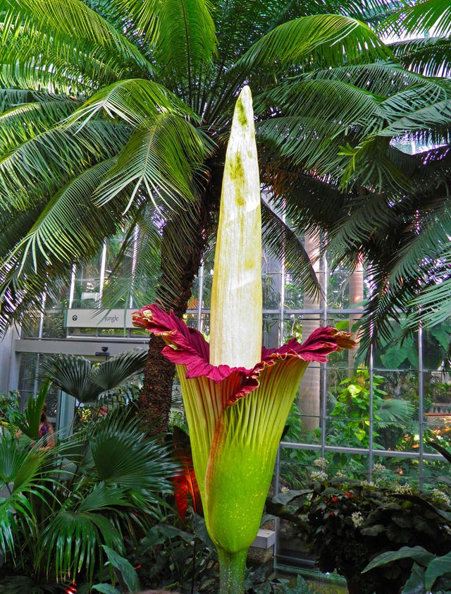 Corpse Flower New York Botanical Garden Exhibit - Corpse Flower in New York