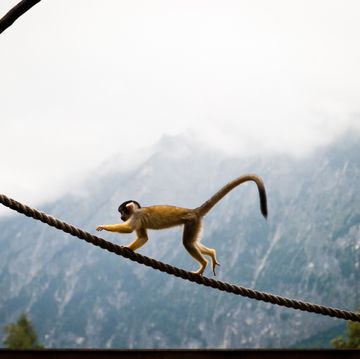 cute primate climbing a rope in the austrian alps
