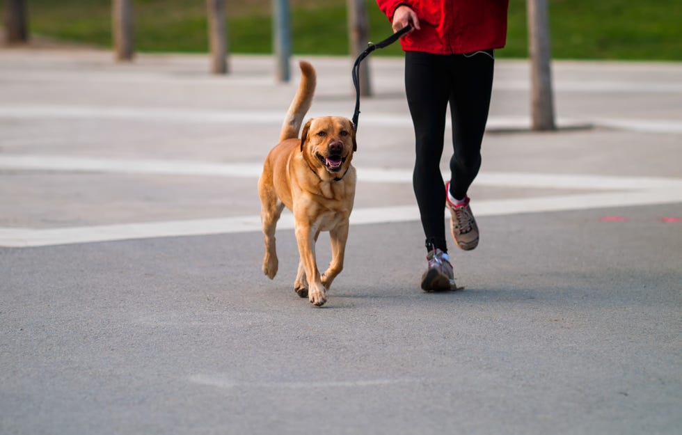 pet and owner connected man running along a dog in an urban park