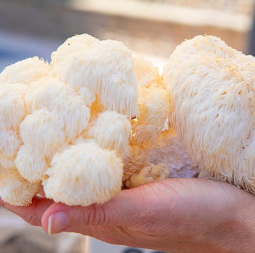 hericium erinaceus, lions mane mushroom, pruikzwam in hand