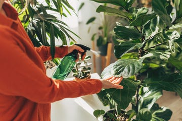 how to protect indoor plants from bugs