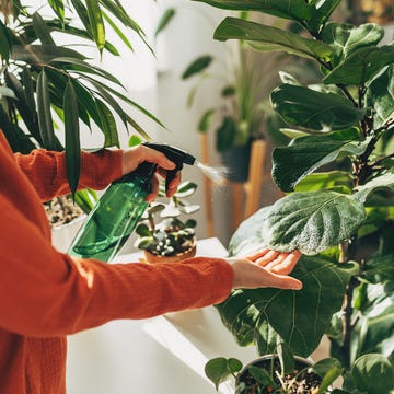 How to protect indoor plants from bugs how to protect indoor plants from bugs