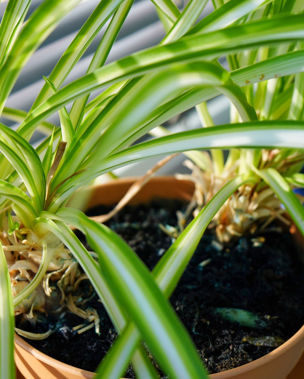 オリヅルラン 育て方 土　おすすめ　初心者　ビギナー　育てやすい　栽培方法