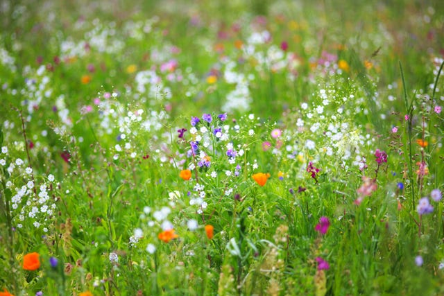 chelsea flower show