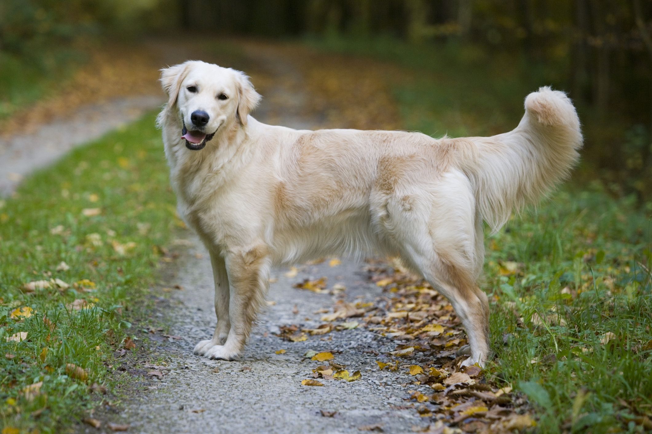 los golden retrievers son buenos perros de interior