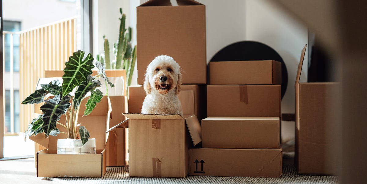 Best Amazon Prime Day pet deals best amazon prime day pet deals