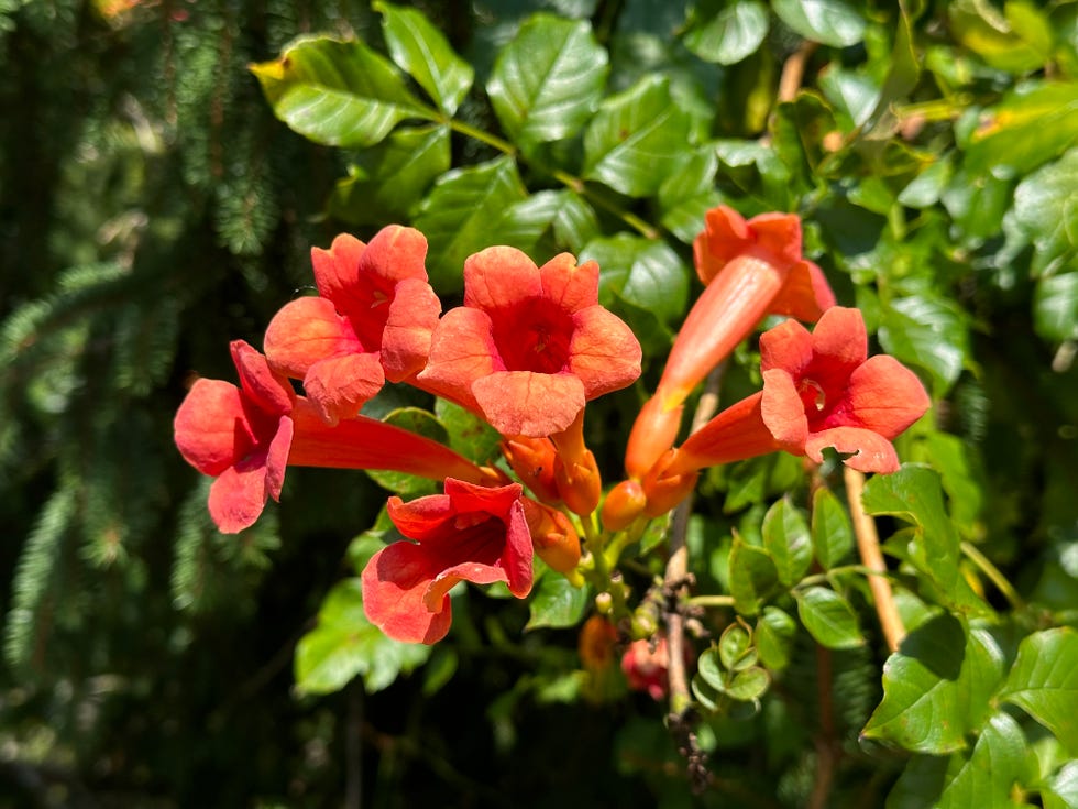 trumpet vine in full bloom.