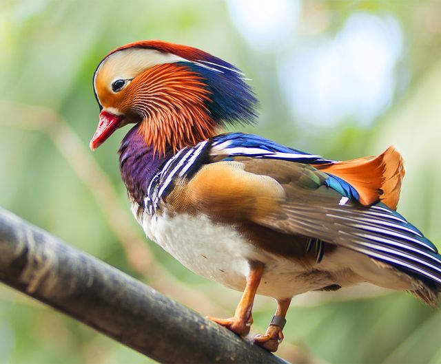 Canon Bird Branch Project, Biodiversity Initiatives, Bird photo guide
