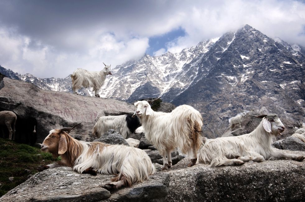 Goats, Goat, Mountain goat, Mountain, Herd, Livestock, Mountain range, Feral goat, Alps, Cow-goat family, 