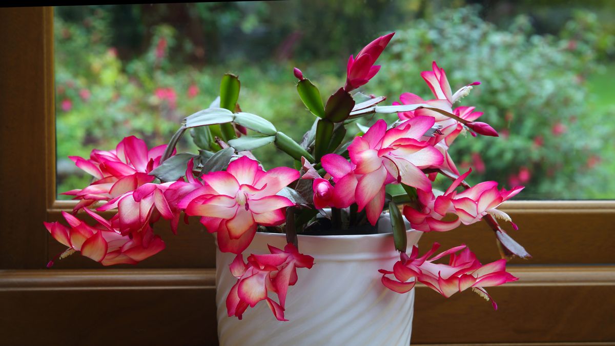 preview for How to Care for a Christmas Cactus