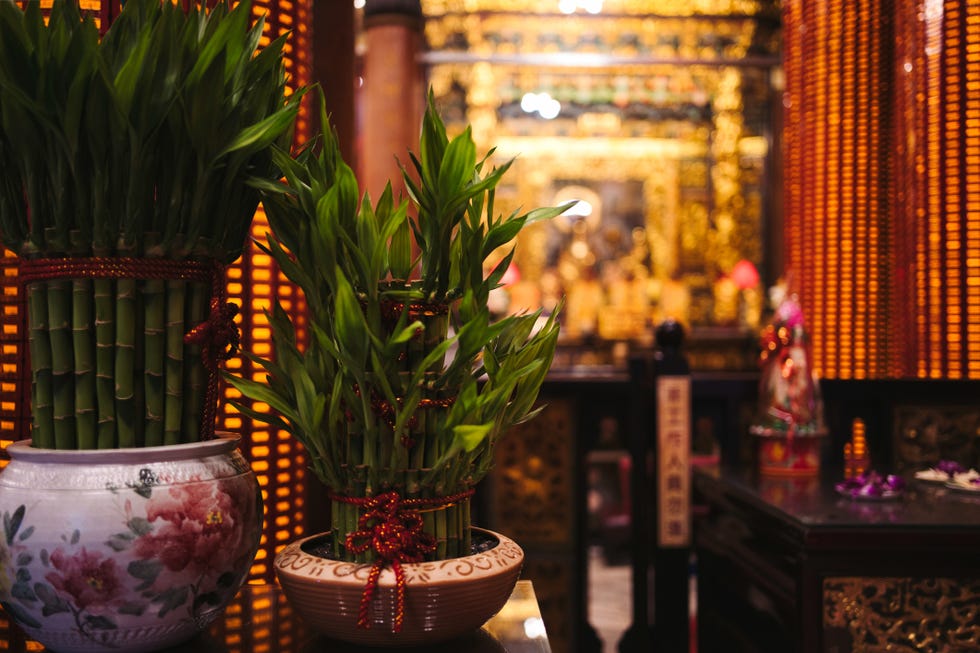 lucky bamboo plants set against the ornate backdrop of a temple altar
