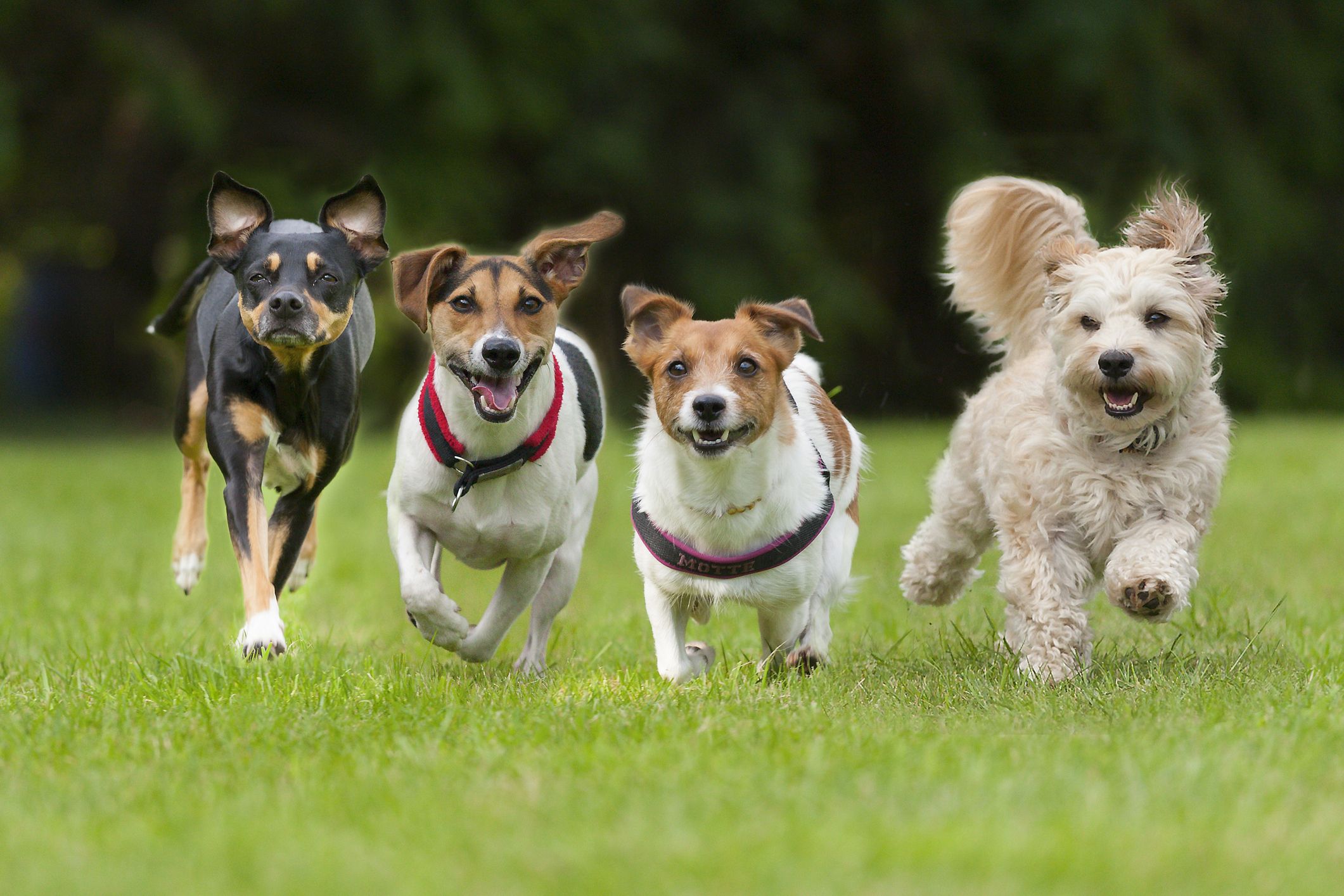 cuáles son algunos nombres de cachorros de niña