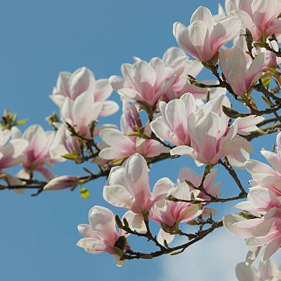a magnolia blossom against a blue sky