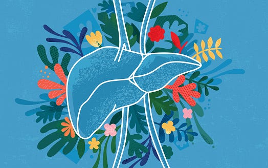 vector illustration created from paper cuts, hand drawn elements and handmade textures representing healthy human liver concept