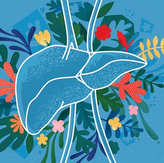 LOW RES Image-AWAITING APPROVAL vector illustration created from paper cuts, hand drawn elements and handmade textures representing healthy human liver concept